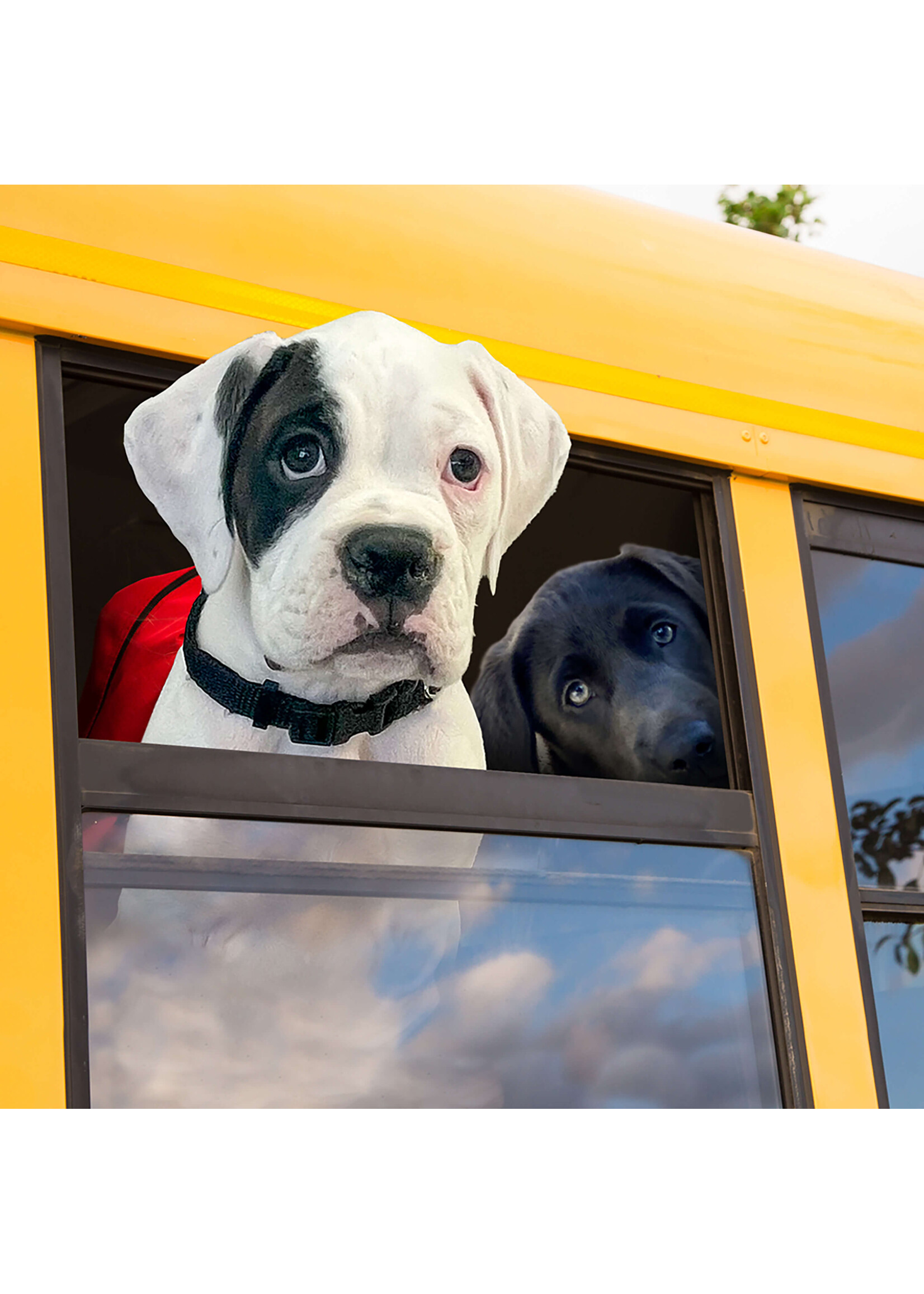 FROMM FROMM CHIOT GOLD HEARTLAND SANS GRAINS