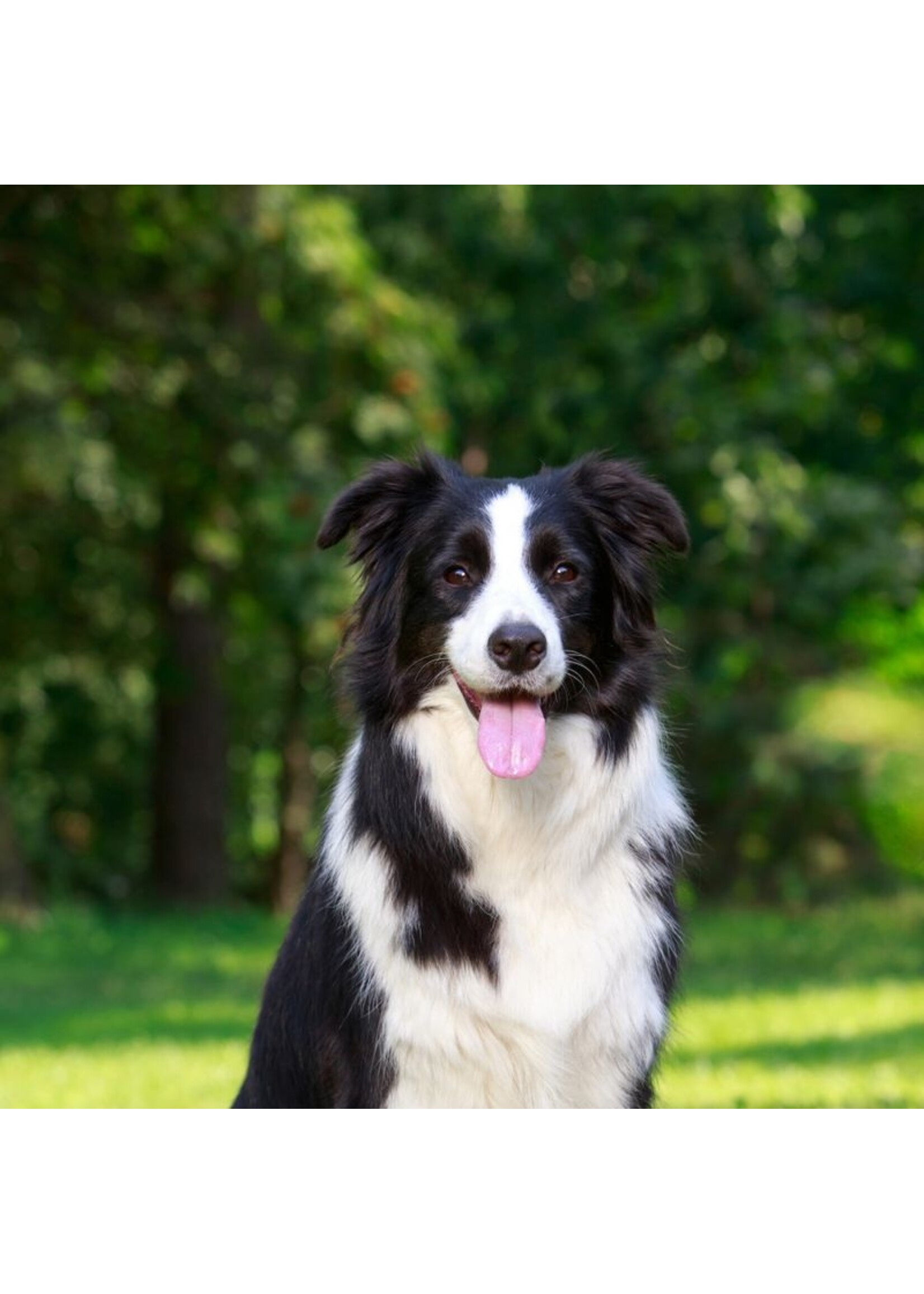 BIG COUNTRY RAW BCR GRAB N GO FORMULE SENSITIVE