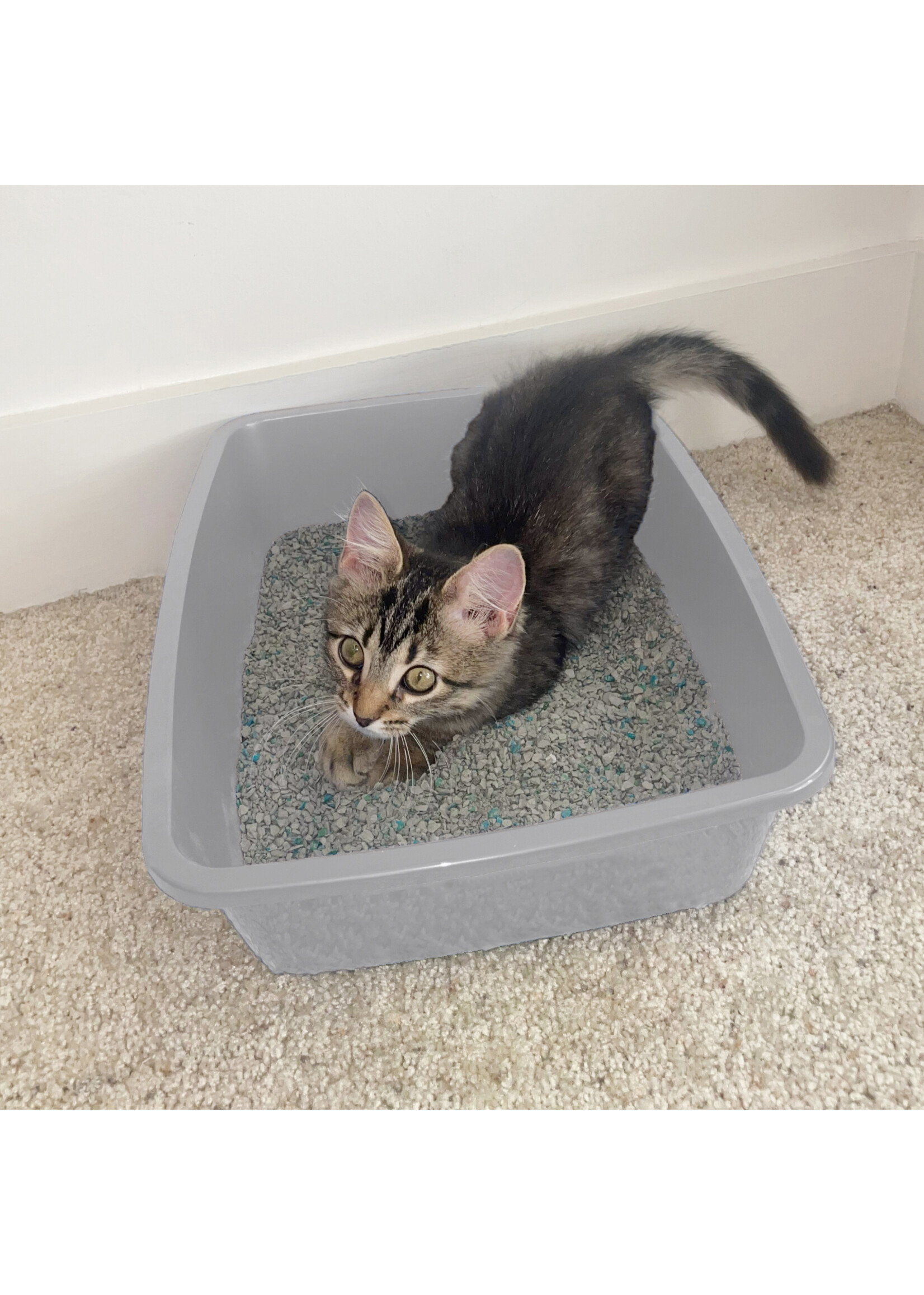 VAN NESS VAN NESS BAC A LITIERE MOYEN 4 X 12 X 16''