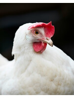 POULETTE BLANCHE SHAVER 19 SEMAINES