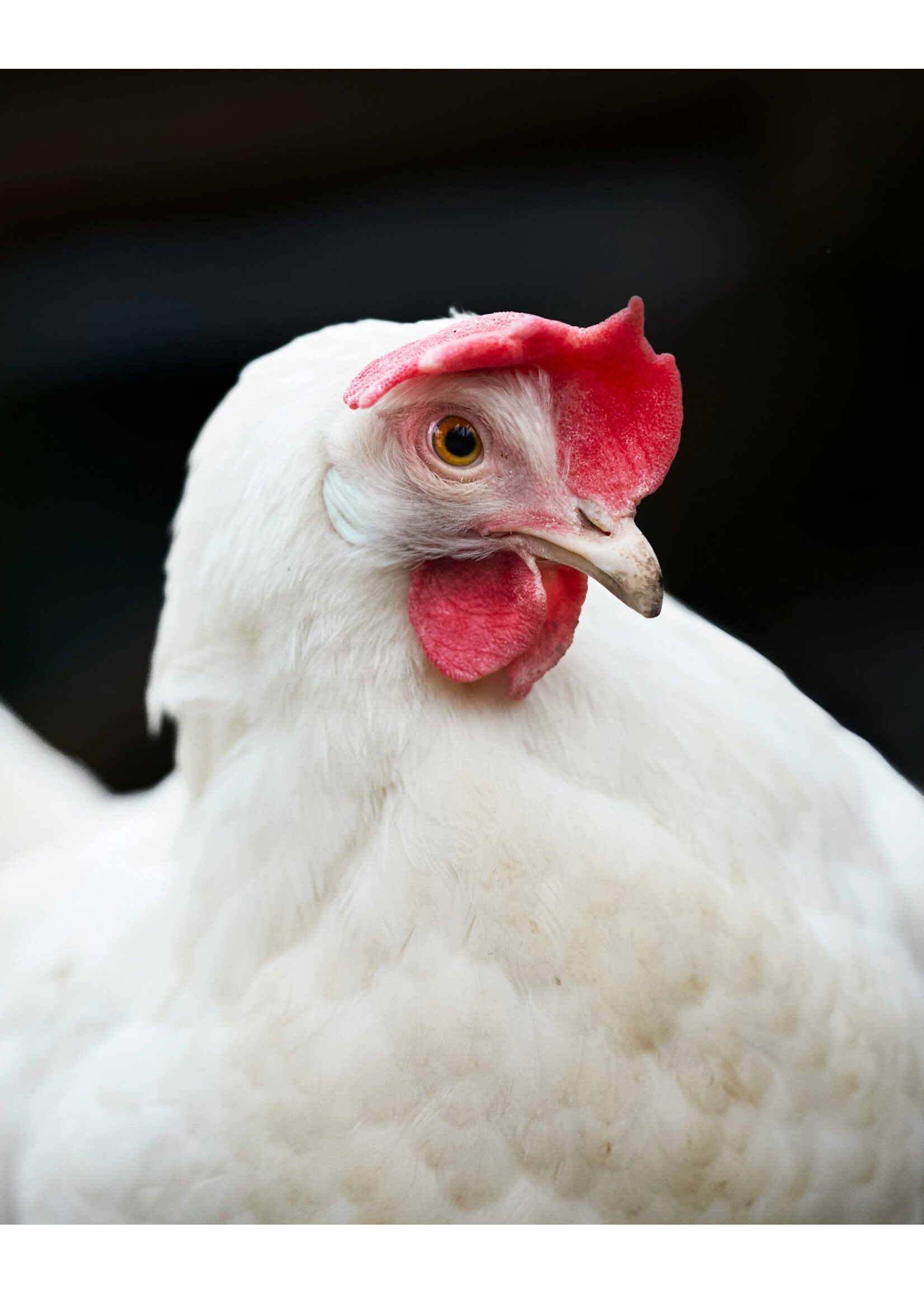 POULETTE BLANCHE SHAVER 19 SEMAINES