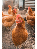 POULETTE ROUGE ISA 19 SEMAINES