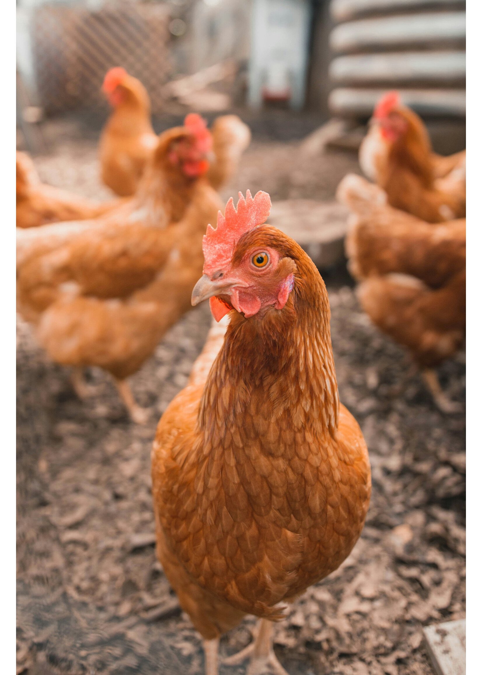 POULETTE ROUGE ISA 19 SEMAINES