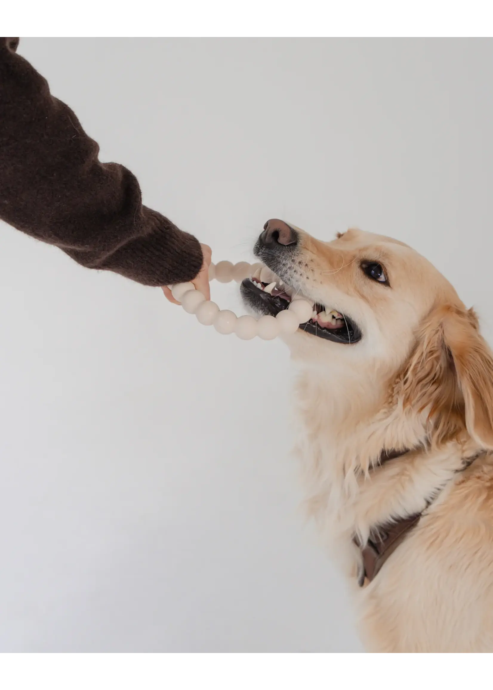 DEXYPAWS JOUET A MACHER POUR CHIEN ANNEAU