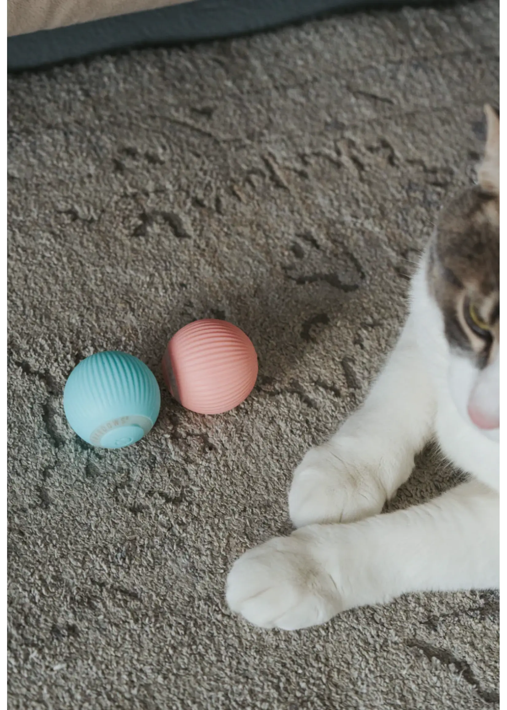 DEXYPAWS JOUET INTERACTIF POUR CHAT BOULE ROTATIVE