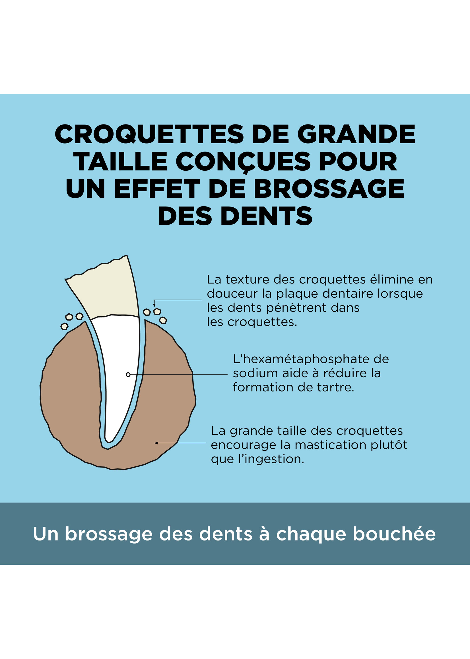 GO! SOLUTIONS PETCUREAN GO! CHAT SANTÉ DENTAIRE ET IMMUNITAIRE POULET ET SAUMON AVEC GRAINS 2.5 LBS