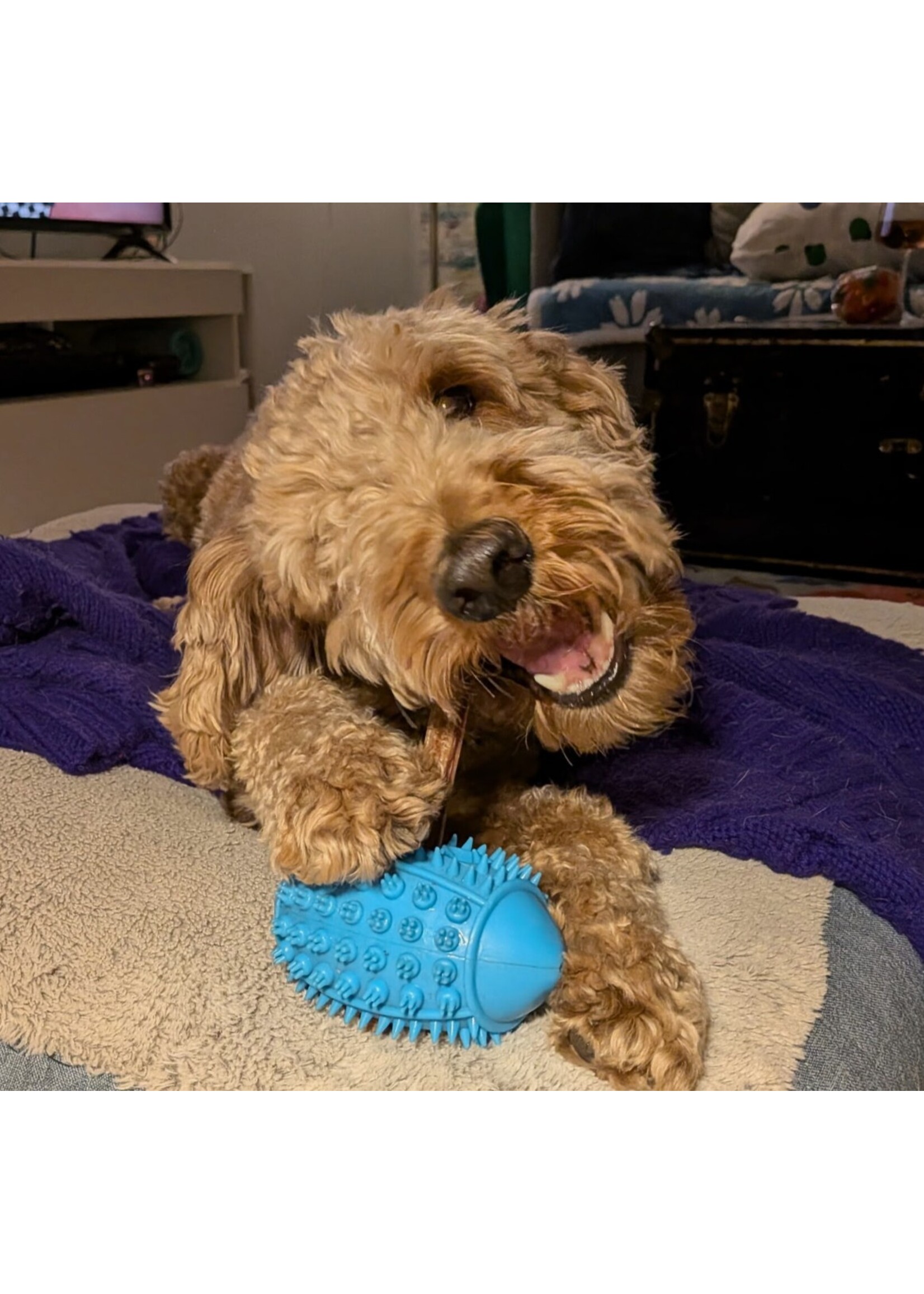 BUD'Z BUD'Z JOUET POUR CHIEN CAOUTCHOUC BALLON DE FOOTBALL BLEU 15 CM