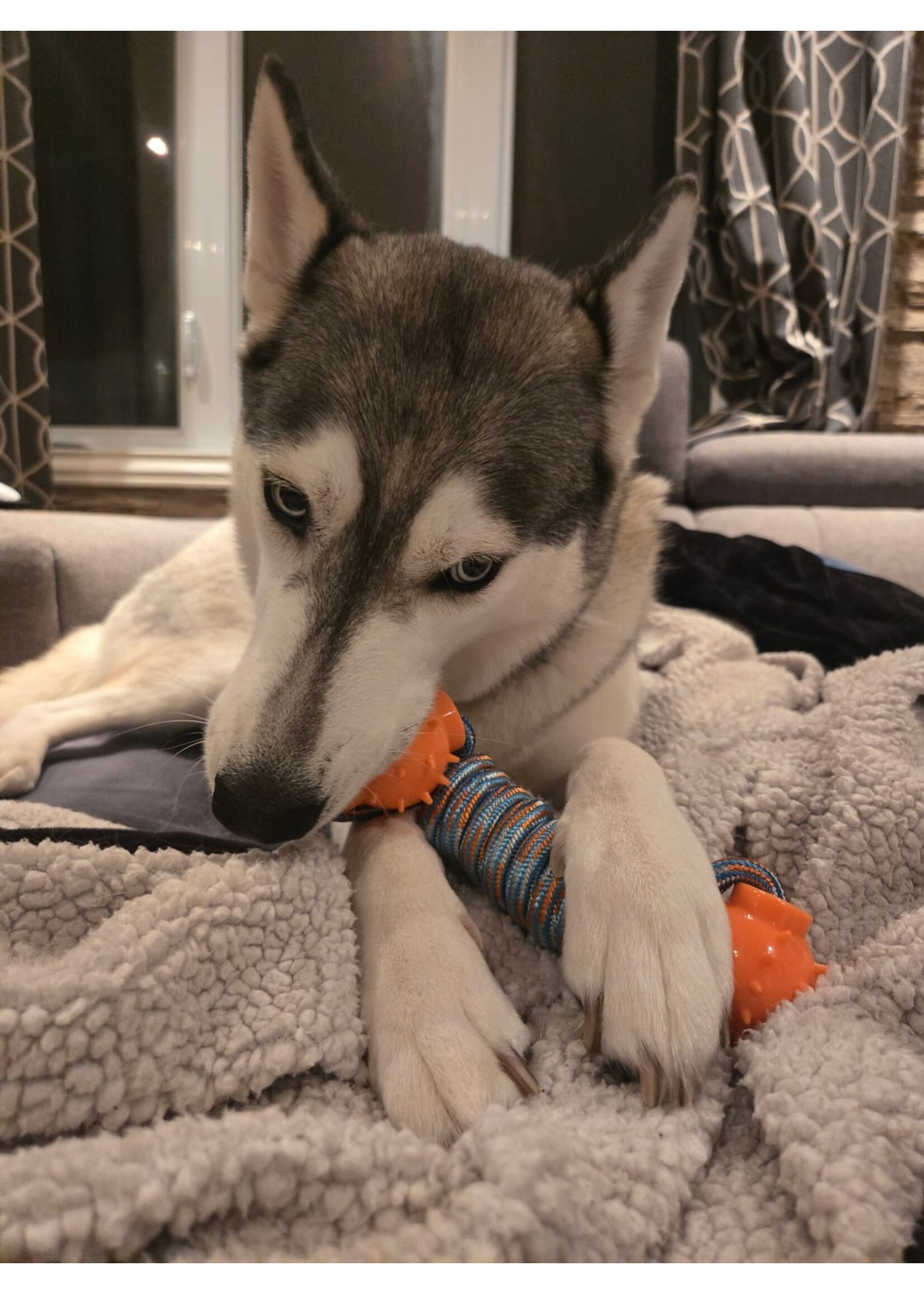 BUD'Z BUD'Z JOUET POUR CHIEN CORDE FLOTTANTE HALTÈRE ORANGE ET BLEU 24 CM