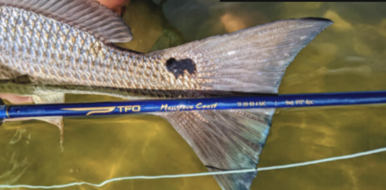 Temple Fork  Outfitters TFO  Mangrove Coast Rod