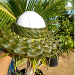 Kila Wea Kila_Wea: Papale Niu - Coconut Hat