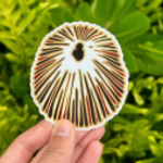 Mahea Leah Mahea Leah: Opihi Sticker