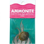 Compact Curiosity: Ammonite