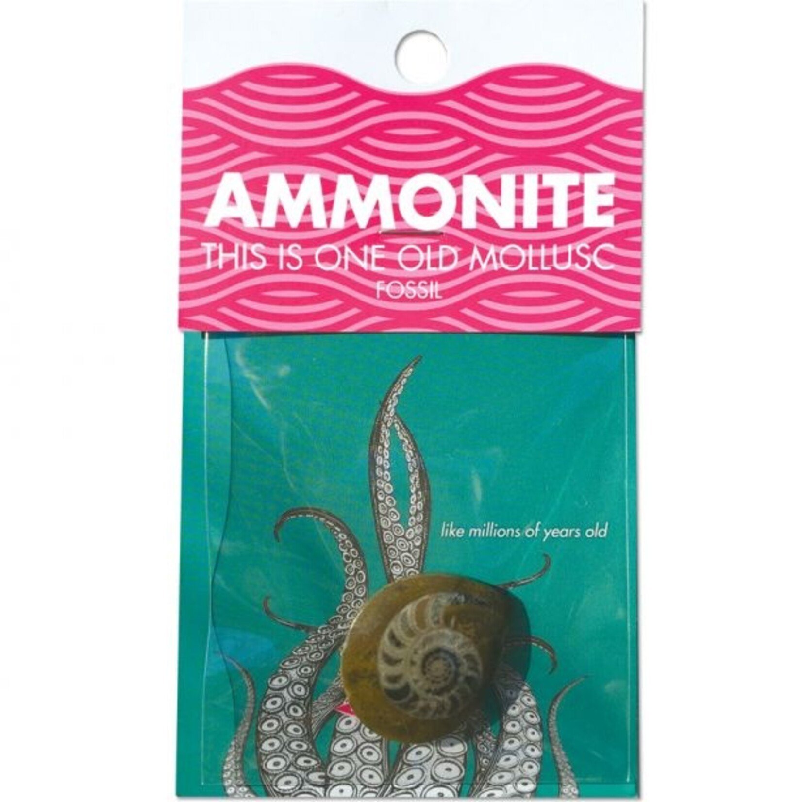 Compact Curiosity: Ammonite