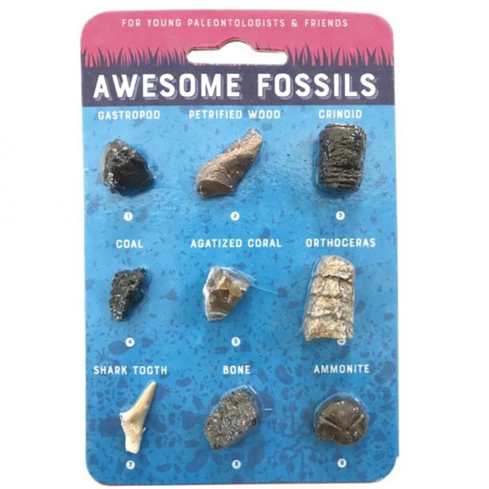 Compact Curiosity: 9 Awesome Fossils