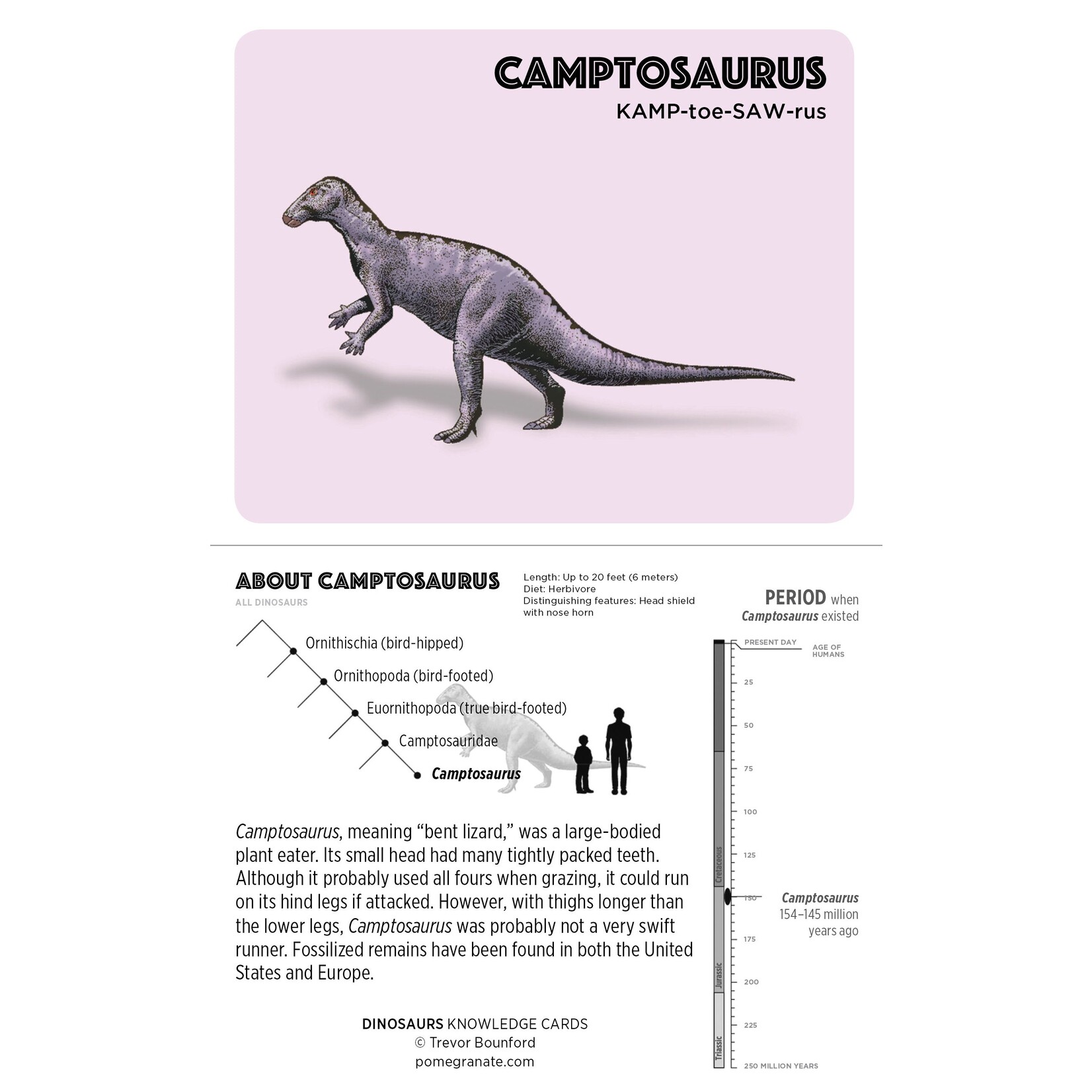 Dinosaurs Knowledge Cards