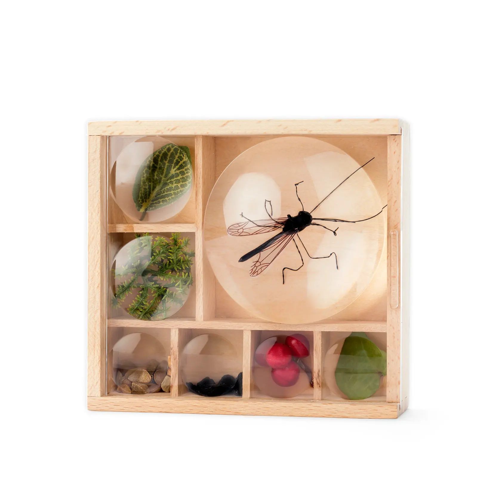 Little Museum Huckleberry Bug Box Kit