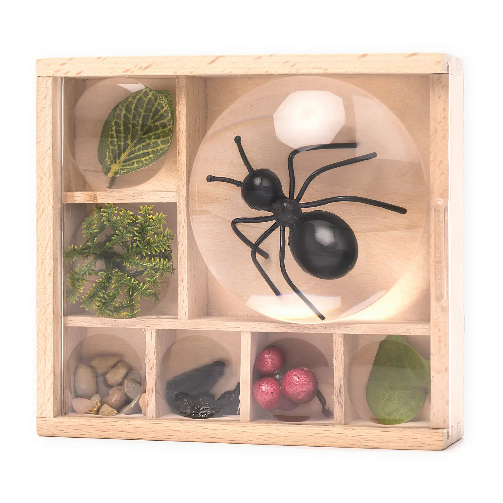 Little Museum Huckleberry Bug Box Kit