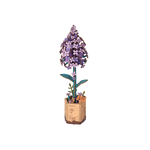 Lilac Wooden Model