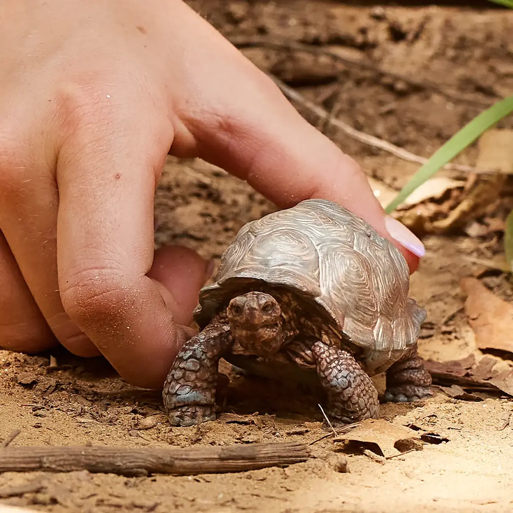 Realistic Giant Tortoise by Schleich