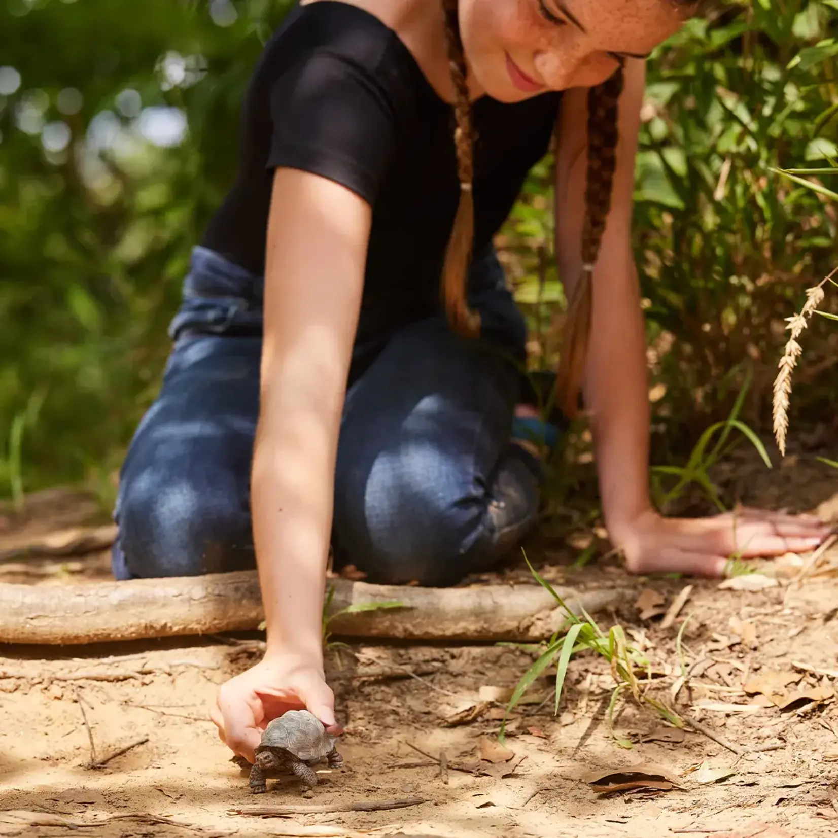 Realistic Giant Tortoise by Schleich