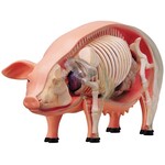 4D Pig Anatomy
