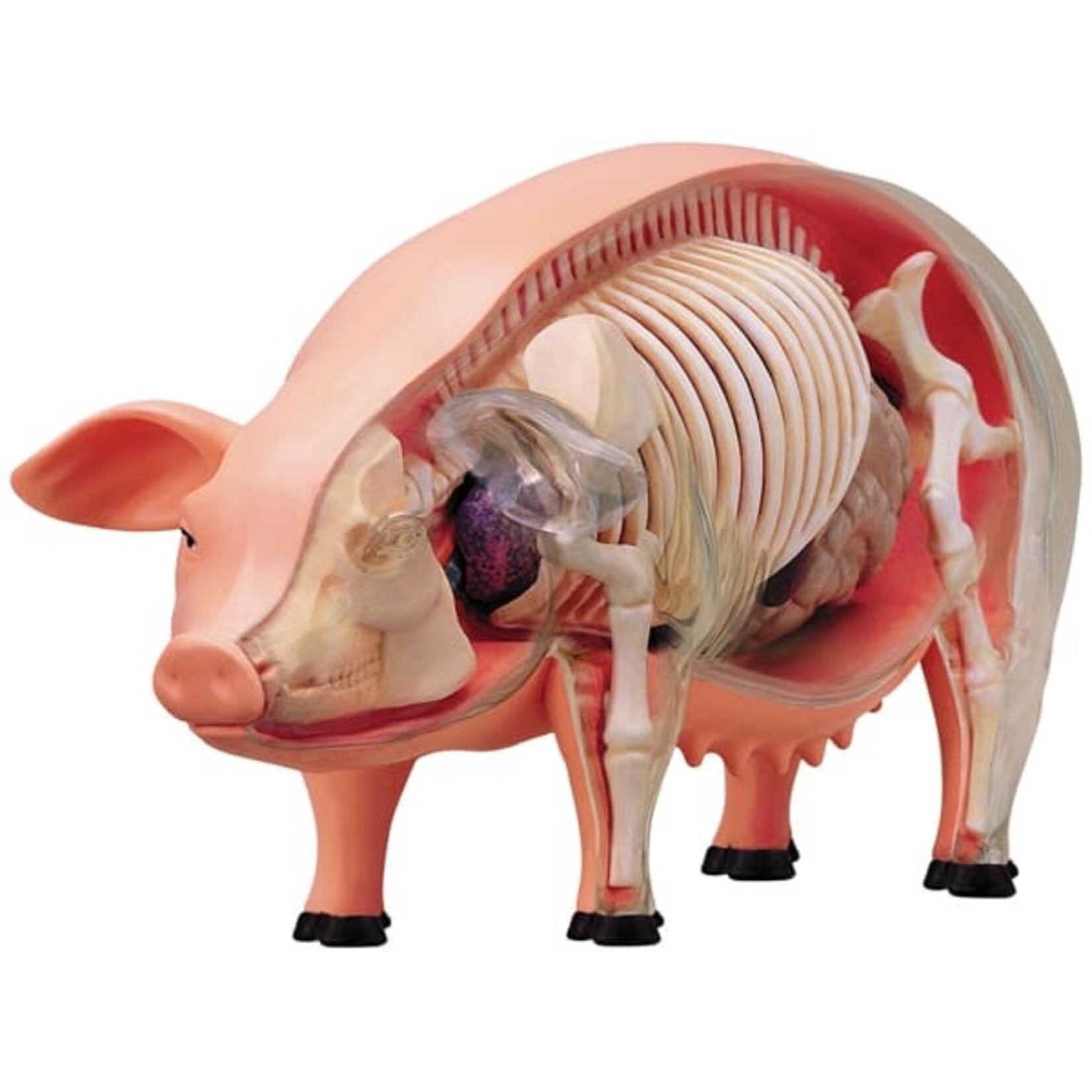 4D Pig Anatomy