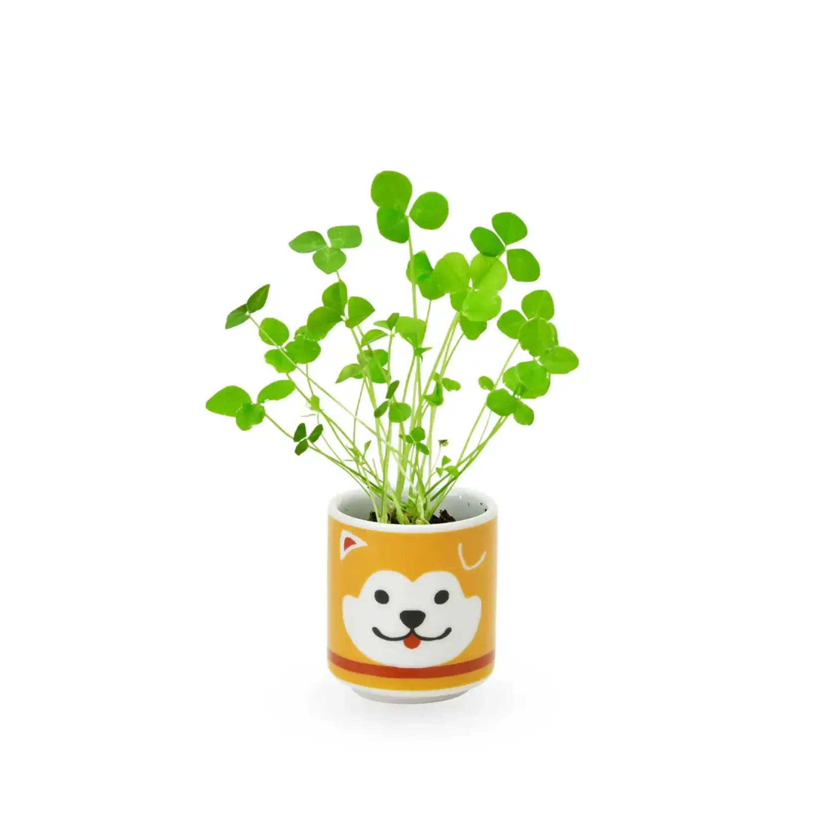 Lucky Mini Planter: Hachi Dog