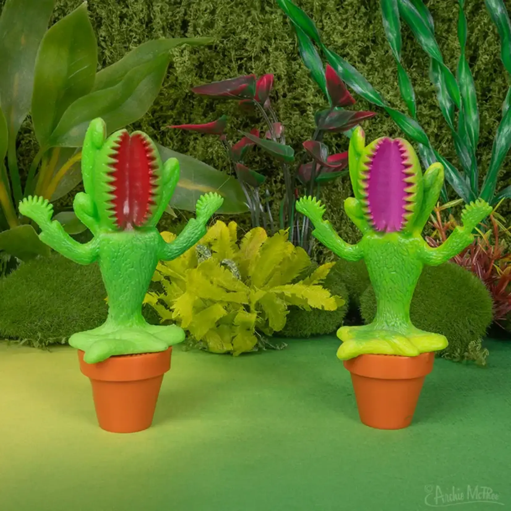 Meditating Venus Flytrap