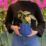 Featured Live Plants