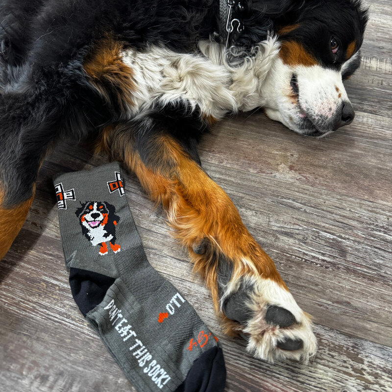 SockGuy Apollo Don't Eat Me Sock SM/MD