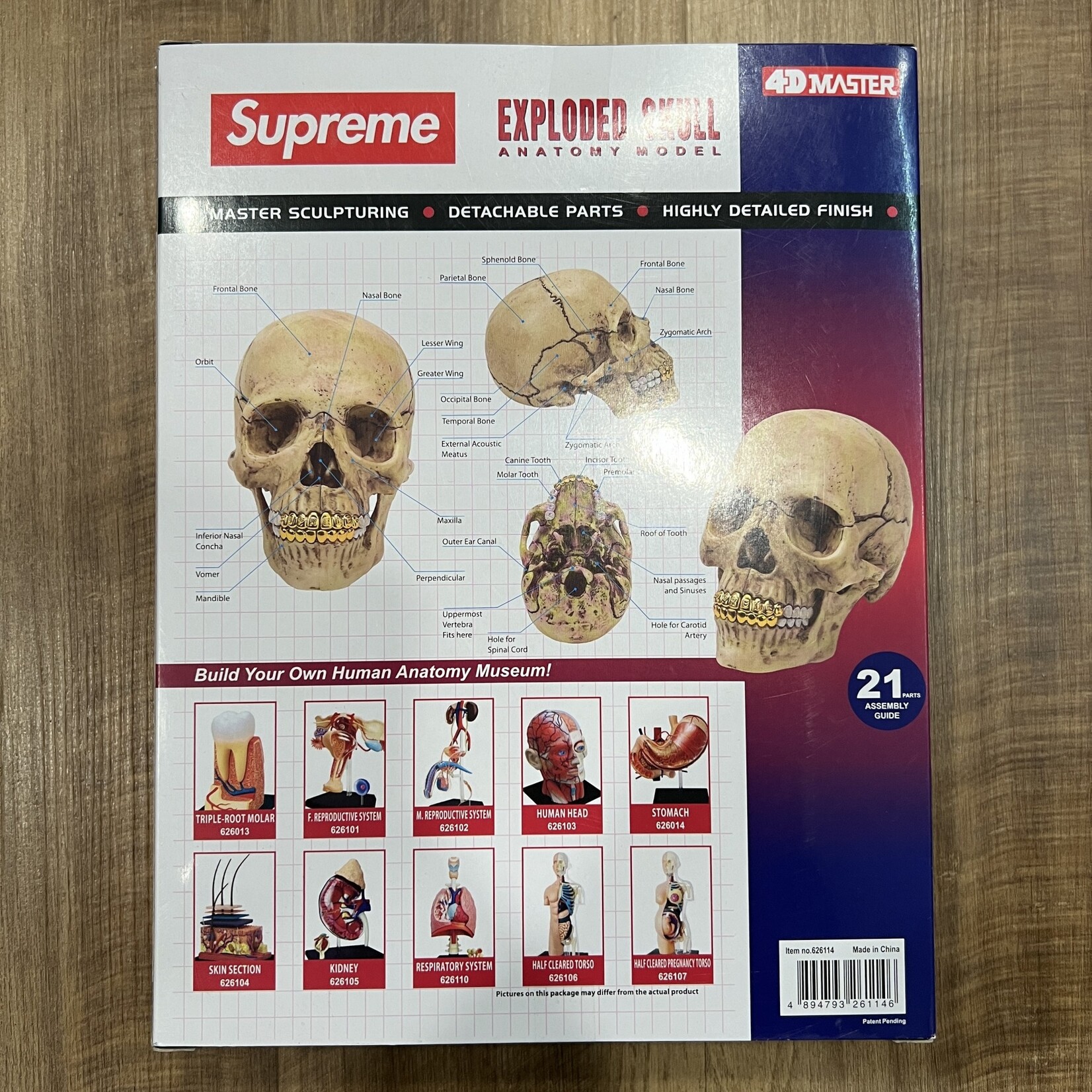 Supreme Supreme 4D Model Human Skull Natural