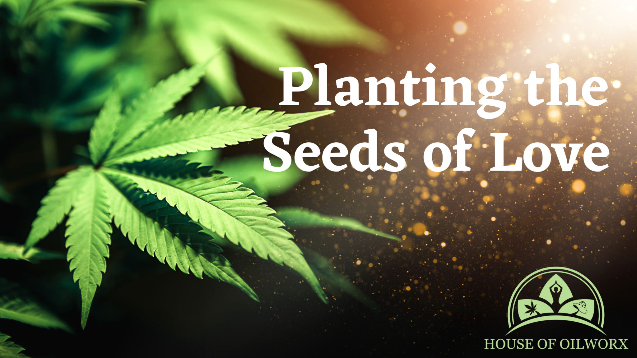 Growing your CBD Seeds 