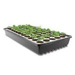 Cloning & Seed Starting