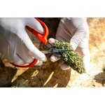 Plant Care