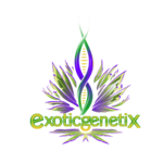 Exotic Genetix Exotic Genetix Bangarang REG 5 Pack