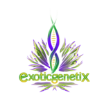Exotic Genetix Exotic Genetix Runtz Buttons REG 11 Pack