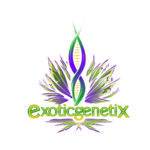 Exotic Genetix Exotic Genetix Moneymaker FEM 6 Pack