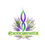 Exotic Genetix Exotic Genetix Dream Factory FEM 6 Pack