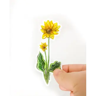 Heirloom Balsamroot Wildflower- Sticker