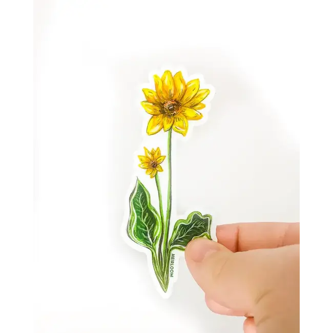 Heirloom Balsamroot Wildflower- Sticker