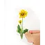 Heirloom Balsamroot Wildflower- Sticker