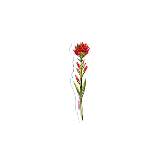 Heirloom Red Paintbrush Wildflower- Sticker
