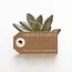 Amano Studio Saguaro Cactus Studs