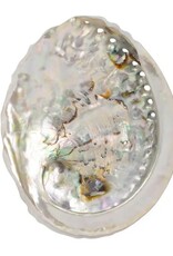 Benjamin International Abalone Shell