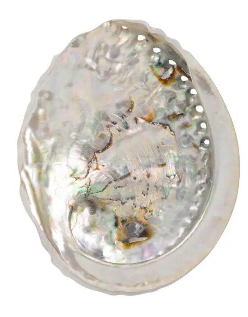 Benjamin International Abalone Shell