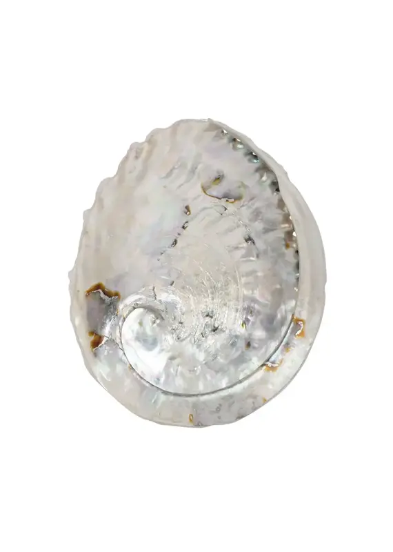 Benjamin International Abalone Shell