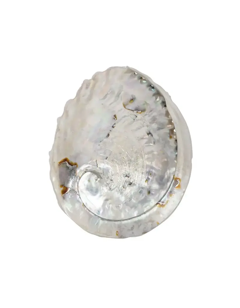 Benjamin International Abalone Shell