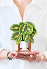 FreshCut Paper Mini Pop-Up Greeting