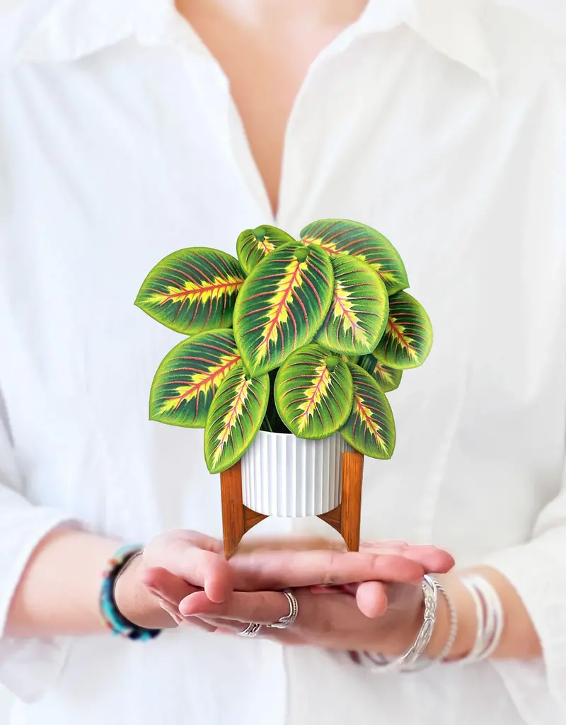 FreshCut Paper Mini Pop-Up Greeting