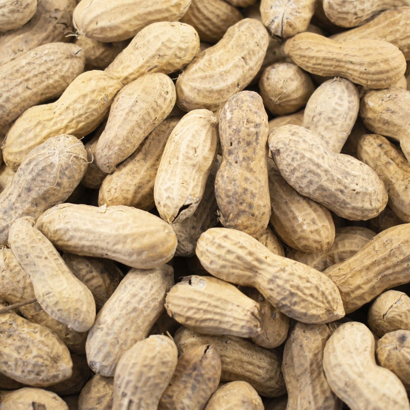Shelled Peanuts